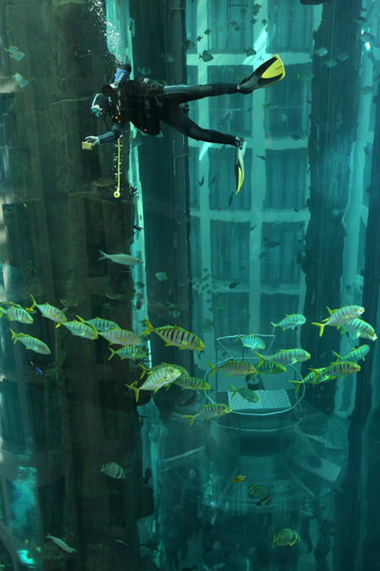 aquarium8